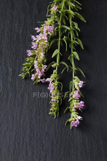Blossoming hyssop on slate on black surface — Stock Photo