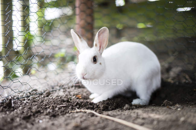 Beautiful cute white rabbit beside cage — Stock Photo