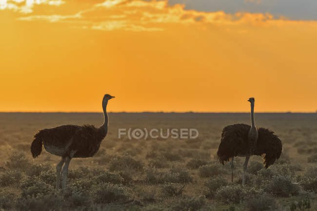 Namibia, Etosha National Park, two African ostrichs by sunset — Stock Photo