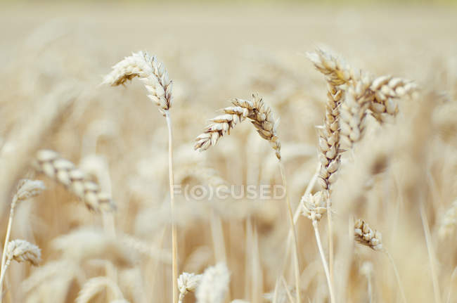 Closeup view of spikes of wheat field at daylight — Stock Photo