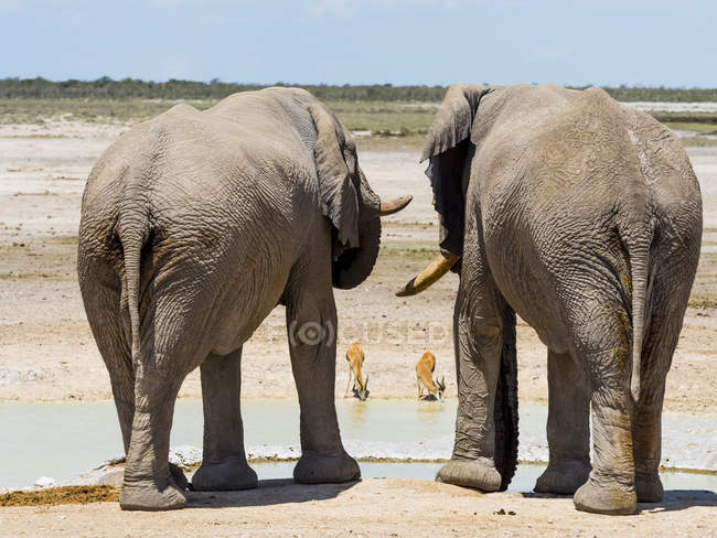 Dois elefantes, Loxodonta africana, observando dois antílopes em um buraco d 'água — Fotografia de Stock