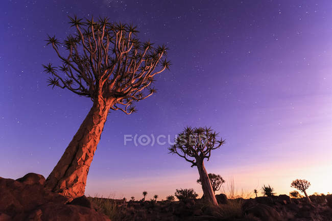 Quiver Tree Forest at sunset — travel, tranquility - Stock Photo