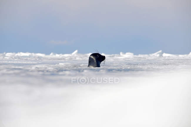 Russia, Lake Baikal, Baikal seal looking out from ice hole — Stock Photo