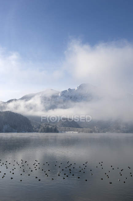 Alemanha, Baviera, Lago Kochel, paisagem matinal nebulosa com patos no lago de montanha — Fotografia de Stock