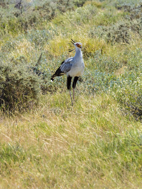Намібія, Kori дрофа, Ardeotis kori птах на полонині, в Етоша-парку — стокове фото
