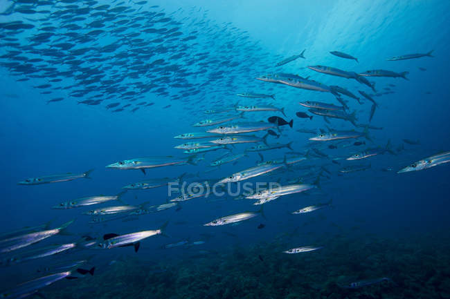 Palau, escuela de peces barracuda de Heller - foto de stock