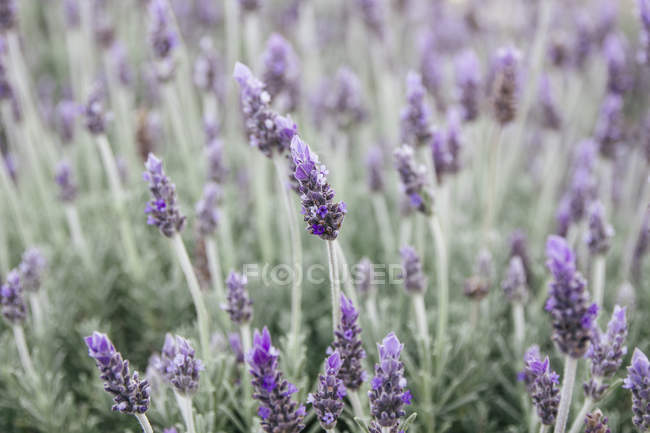 Blossoming lavender in field, closeup view — Stock Photo