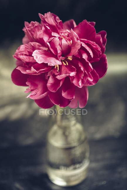 Peonía rosa en maceta sobre superficie de madera — Fragilidad, decoración -  Stock Photo | #179894244