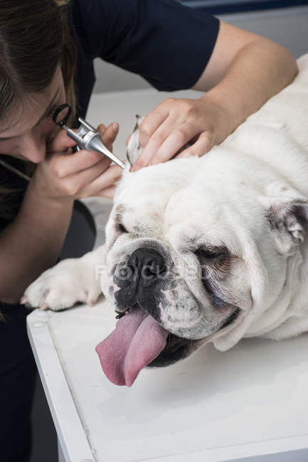 Veterinario esaminando orecchi di cane — Foto stock