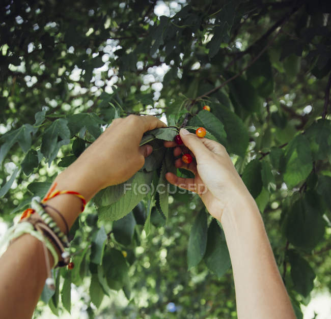 Image recadrée de femme récolte des cerises dans le jardin — Photo de stock