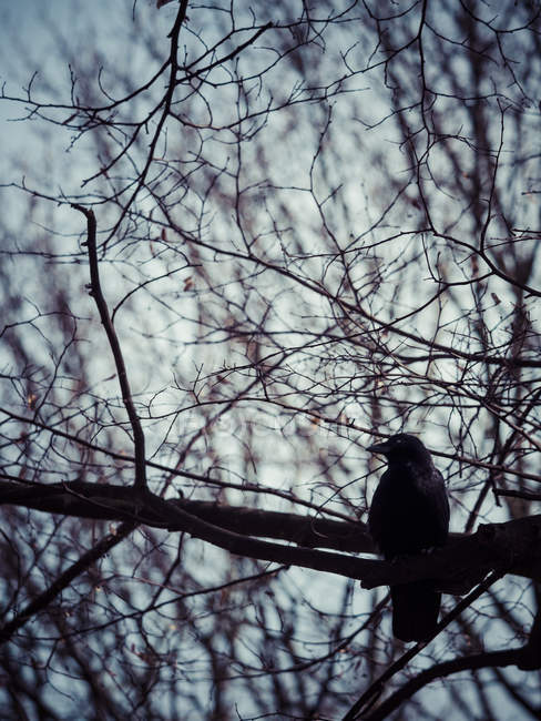 Raven sentado em um galhos de árvore nua — Fotografia de Stock