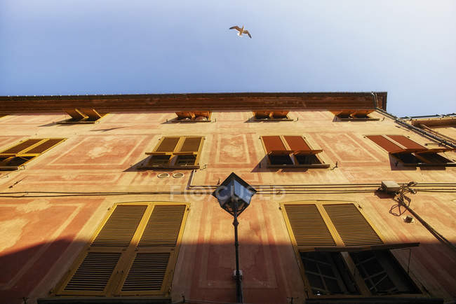 Italia, Liguria, Sestri Levante, gaviota en casa frente - foto de stock