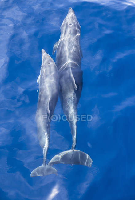 Spain, Andalusia, Bottlenose Dolphins, Tursiops truncatus — Stock Photo