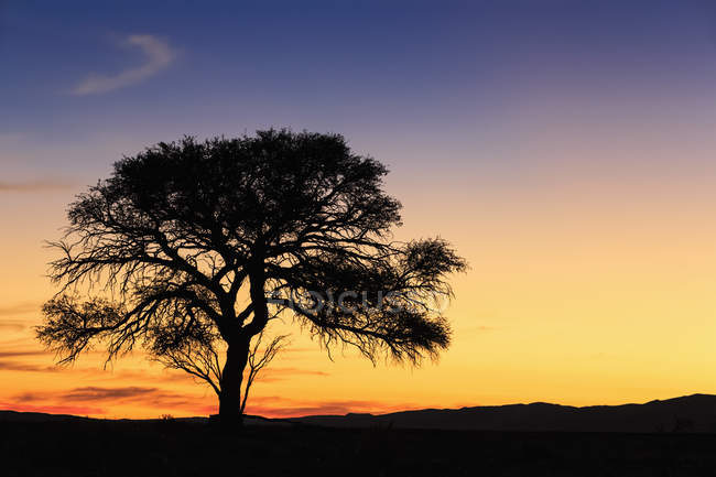Namibia, Namib Desert, Namib Naukluft National Park, acacia al tramonto — Foto stock