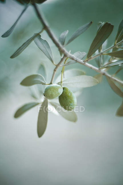 Closeup of green olives on tree branch with green leaves at daytime — Stock Photo