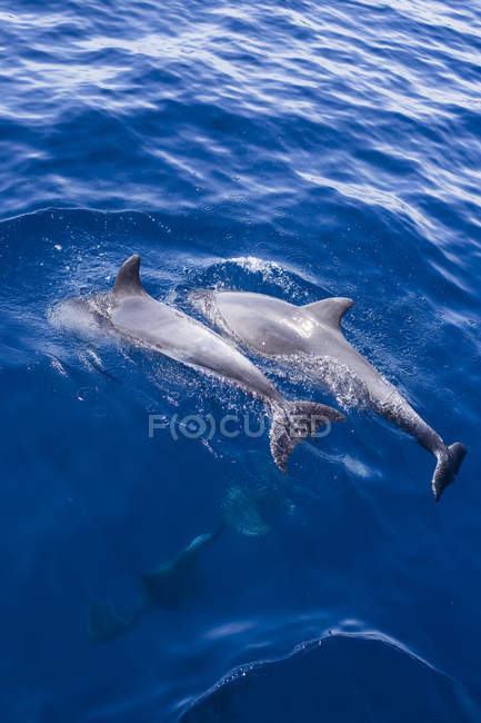 Espagne, Andalousie, Bottlenose Dolphins, Tursiops truncatus — Photo de stock
