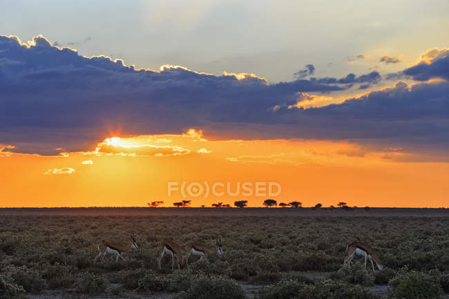 Namibie, parc national d'Etosha, tremplins au coucher du soleil et nuages dans le ciel — Photo de stock