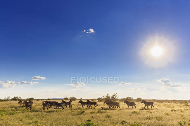 Namibia, Parco nazionale di Etosha, branco di zebre di pianura durante il giorno — Foto stock
