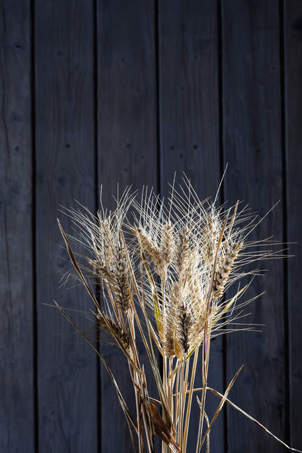 Barley and rye on dark wooden background — Stock Photo