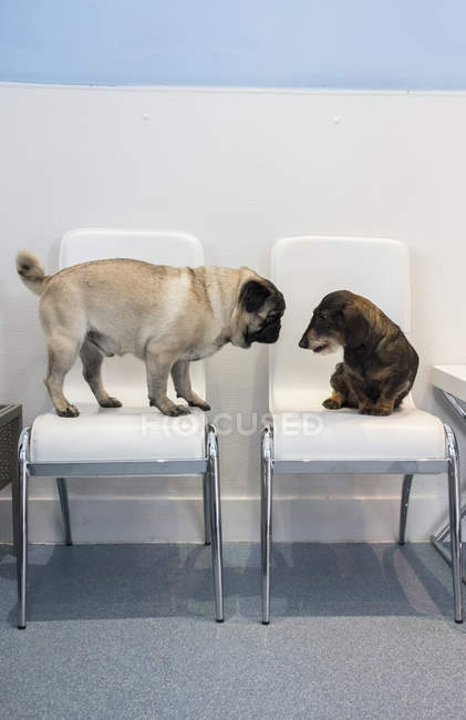 Dos perros en sillas de sala de espera de una clínica veterinaria - foto de stock