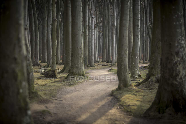 Germany, Nienhagen, forest track at Gespensterwald — Stock Photo