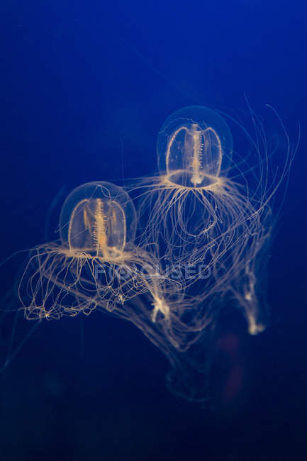 Medusas brillantes en el acuario vista de cerca - foto de stock