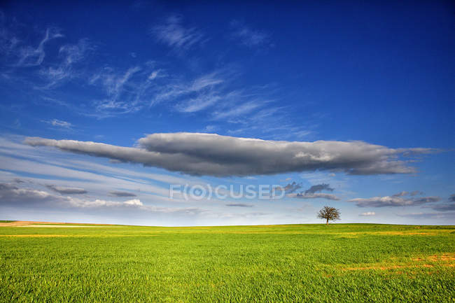 Vista a distanza dell'albero verde in mezzo al campo coltivato nella provincia di Zamora, Spagna — Foto stock