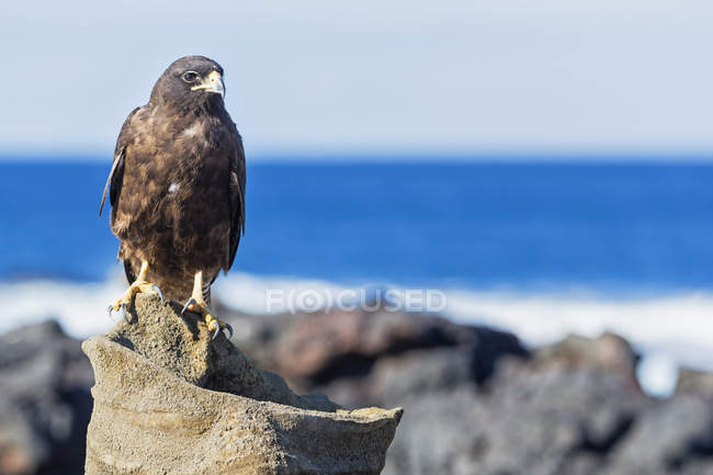 Visão frontal diurna do falcão de Galápagos sentado em pedra — Fotografia de Stock