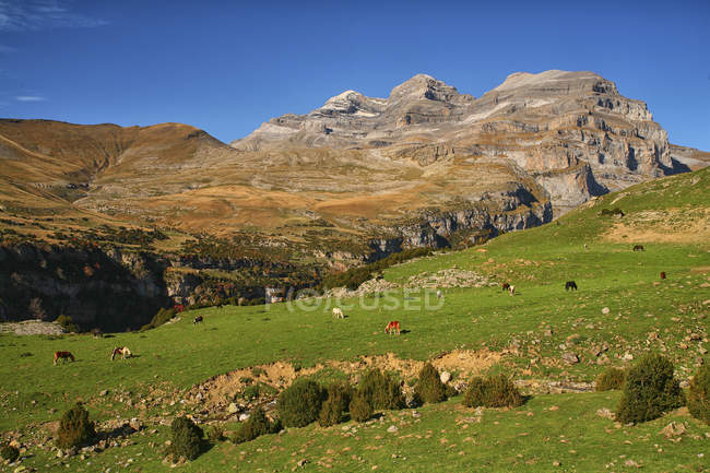 Spain, Ordesa National Park, horses on mountain meadow at Monte Perdido massif — Stock Photo