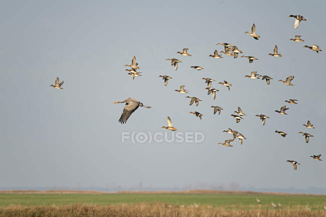Guindastes voadores e patos no céu — Fotografia de Stock