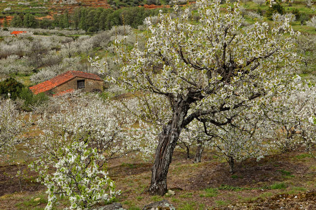Vista del Valle Verde con cerezos en flor en Valle del Jerte, Extremadura, España - foto de stock