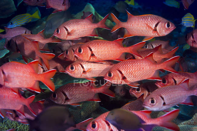 Океанія, Східний Тимор, Палау, Pinecone Soldierfishes, Myripristis murdjan — стокове фото
