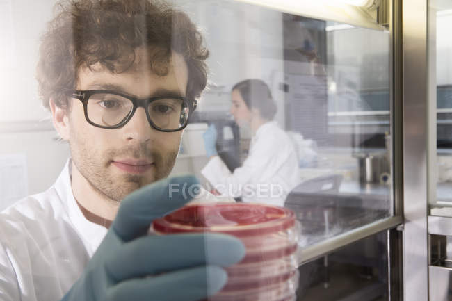 Вчений, що працюють в лабораторії з бактерій культур — стокове фото