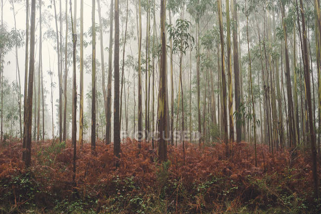 Espanha, Galiza, Coruna, Floresta de eucaliptos em nevoeiro — Fotografia de Stock