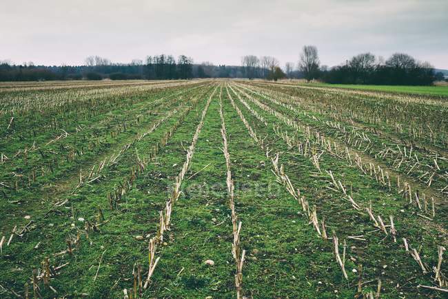 Alemania, distrito de Constanza, campo de maíz cosechado - foto de stock