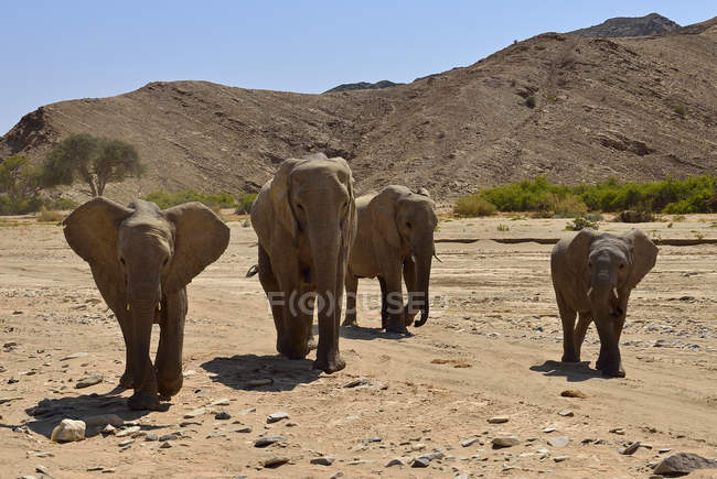 Namibia, provincia de Kunene, Kaokolandia, cuatro elefantes africanos en el desierto de Namib - foto de stock