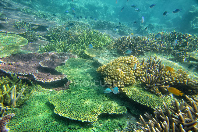Vista panorâmica do recife de coral durante o dia, Ilha Tioman, Mar da China Meridional, Malásia — Fotografia de Stock