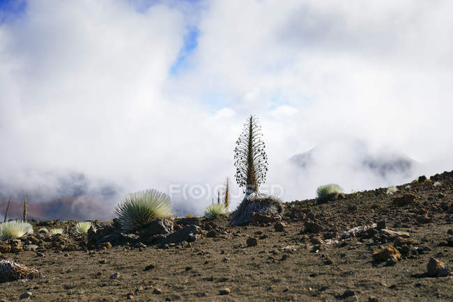 Usa, hawaii, maui, haleakala, silversword wächst im vulkanischen Krater — Stockfoto