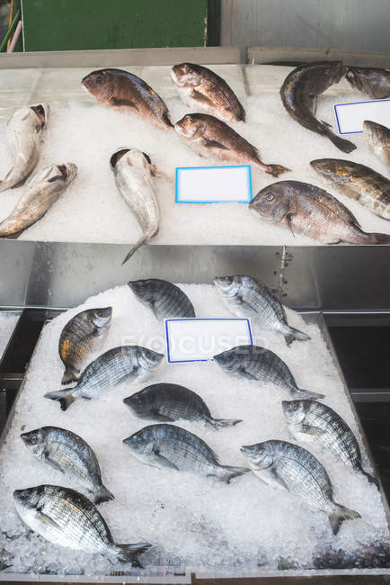 Greece Athens Fresh Fish In Market At Piraeus — Choice Delicacy