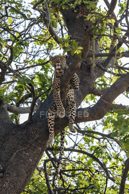 Guepardo acostado en ramas de árboles durante el día, Delta del Okavango, Botsuana - foto de stock