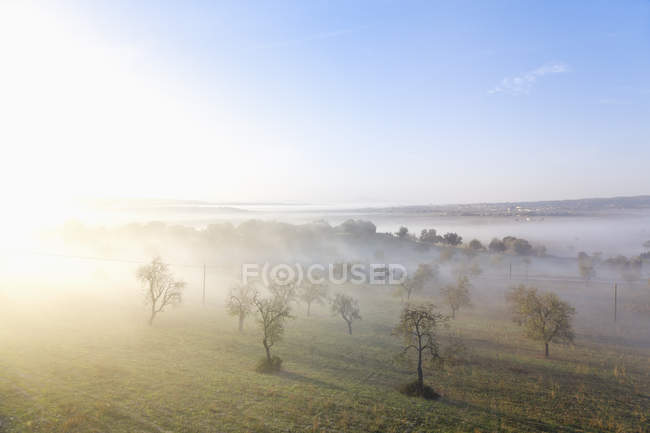Испания, Озил, утренний туман на пейзаже с деревьями — стоковое фото