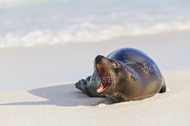 Leone marino sbadigliante sdraiato sulla spiaggia sabbiosa di fronte al mare — Foto stock