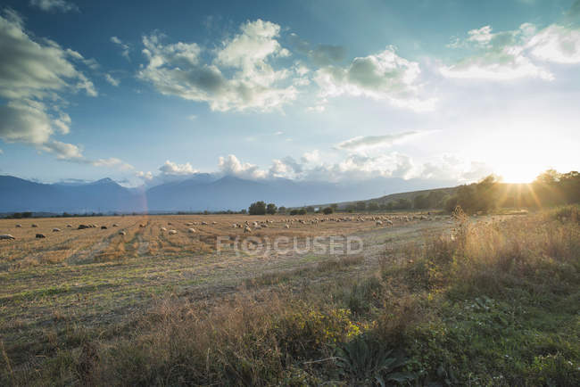 Bulgária, pastoreio de ovinos ao pôr-do-sol — Fotografia de Stock