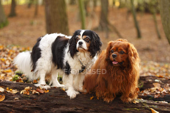 Dois Cavaleiros Rei Charles Spaniels sentados em tronco de árvore na floresta outonal — Fotografia de Stock