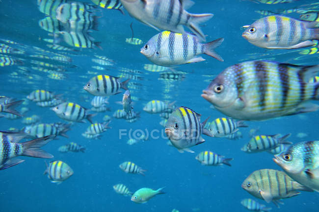 Malasia, Mar de China Meridional, Isla de Perhentian, grupo de peces tropicales - foto de stock