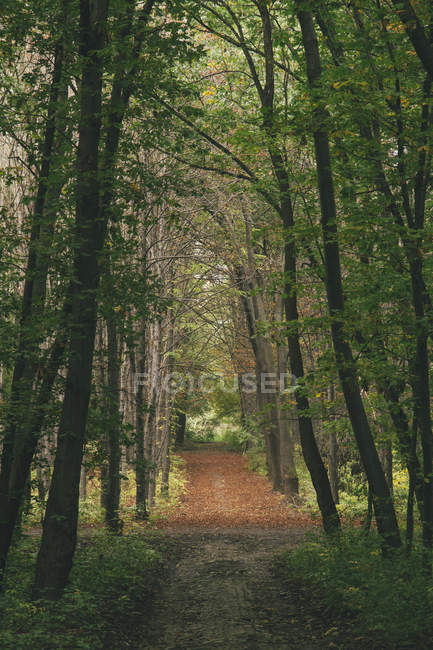 Bulgaria, Sofia, West Park, autumnal path in the park — Stock Photo