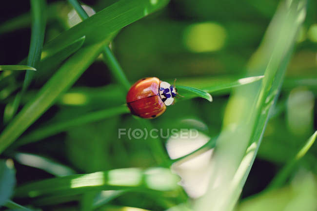 Coccinella appollaiata su filo d'erba — Foto stock