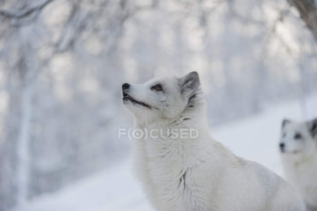 Vista de cerca de zorros polares en el bosque de invierno, uno mirando hacia arriba - foto de stock