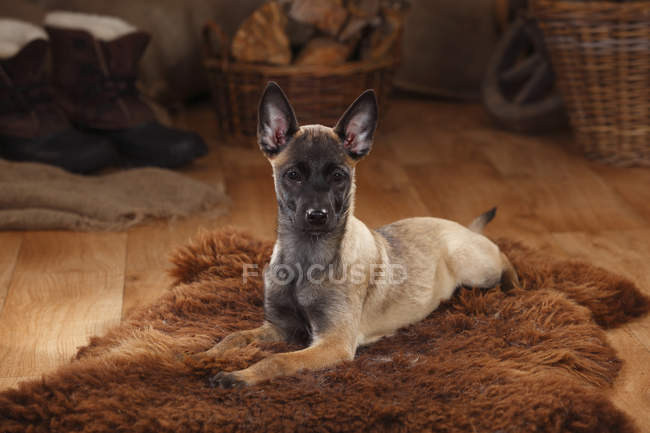 Cãozinho Malinois belga deitado na pele de carneiro no celeiro — Fotografia de Stock