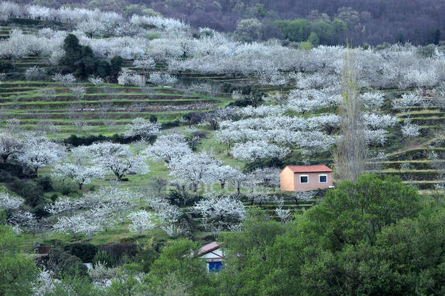 Valley with blooming cherry trees, Spain, Extremadura, Valle del Jerte — Stock Photo